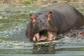 Common hippopotamus