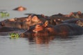 The common hippopotamus or hippo Hippopotamus amphibius, a group of hippos in the water. A group of large hippos protruding from