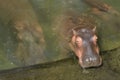 Hippo Hippopotamus amphibius Royalty Free Stock Photo