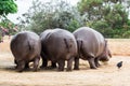 Common hippopotamus, hippopotamus amphibius, or hippo is common to Africa.