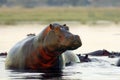The common hippopotamus Hippopotamus amphibius, or hippo emerges at dusk from the lake shore Royalty Free Stock Photo