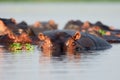 The common hippopotamus Hippopotamus amphibius, or hippo a group of hippos in the water, next to the largest hippopotamus clump Royalty Free Stock Photo