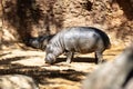 The common hippopotamus, Hippopotamus amphibius, or hippo, is a large, mostly herbivorous, semiaquatic mammal native to Royalty Free Stock Photo