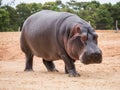 Common hippopotamus, hippopotamus amphibius, or hippo is common to Africa.