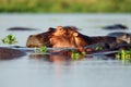 The common hippopotamus Hippopotamus amphibius, or hippo lying in water. Portrait of a hippo lying in water full of water Royalty Free Stock Photo