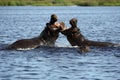 The common hippopotamus Hippopotamus amphibius, or hippo lying in water. Two large males fight in muddy water Royalty Free Stock Photo