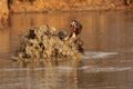 The common hippopotamus Hippopotamus amphibius or hippo with open jaws and long teeth and spattering water in the dam