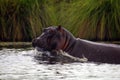 The common hippopotamus ,Hippopotamus amphibius, or hippo opens his mouth when warning his opponent.The hippopotamus mopes the Royalty Free Stock Photo