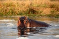 The common hippopotamus Hippopotamus amphibius, or hippo resting in water Royalty Free Stock Photo