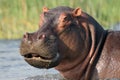 The common hippopotamus Hippopotamus amphibius or hippo in the river. Portrait of a hippo in the river Royalty Free Stock Photo