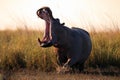 The common hippopotamus Hippopotamus amphibius or hippo at sunset with open jaws. The mighty hippo threatens everyone around him Royalty Free Stock Photo