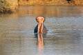 The common hippopotamus Hippopotamus amphibius or hippo is warning by open jaws and swimming in the middle of lake in beautiful