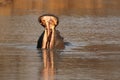 The common hippopotamus Hippopotamus amphibius or hippo is warning by open jaws and swimming in the middle of lake in beautiful Royalty Free Stock Photo