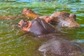 Common hippopotamus Hippopotamus amphibius or hippo in water Royalty Free Stock Photo