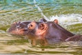 Common hippopotamus Hippopotamus amphibius or hippo in water Royalty Free Stock Photo