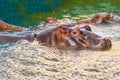 Common hippopotamus Hippopotamus amphibius or hippo in water Royalty Free Stock Photo