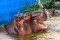 Common hippopotamus Hippopotamus amphibius or hippo in water Royalty Free Stock Photo