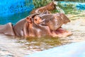Common hippopotamus Hippopotamus amphibius or hippo in water Royalty Free Stock Photo