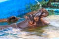 Common hippopotamus Hippopotamus amphibius or hippo in water Royalty Free Stock Photo