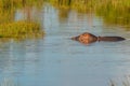 The common hippopotamus Hippopotamus amphibius at sunset, Welgevonden Game Reserve, South Africa. Royalty Free Stock Photo
