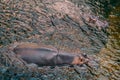 The common hippopotamus in muddy water.