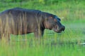 Common hippopotamus standing in the water surrounded by green grass