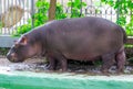 The common hippopotamus & x28;Hippopotamus amphibius& x29;, hippo portrait