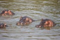 Common hippopotamuses Royalty Free Stock Photo