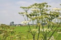 Common Hogweed