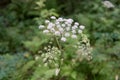 Common hogweed close up Royalty Free Stock Photo