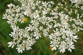 Common hogweed flowers