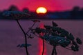 Common hogweed, Heracleum sphondylium, along lake Zoetermeerse Plas during a beautiful sunset Royalty Free Stock Photo