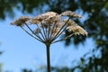 Common Hogweed flower and seed heads, Heracleum sphondylium, Cow Parsnip, Eltrot, side view, blue sky background