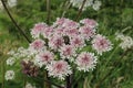 Common Hogweed flowers, Heracleum sphondylium, Cow Parsnip, Eltrot, growing in the British countryside, top view green background