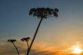 Common hogweed (Heracleum sphondylium) almost black silhouette o Royalty Free Stock Photo