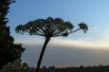 common hogweed (Heracleum sphondylium) blossom silhouette against the evening sky with copy space Royalty Free Stock Photo