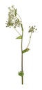 Common hogweed, Heracleum sphondylium isolated on white background Royalty Free Stock Photo