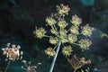 Common Hogweed seed heads, Heracleum sphondylium, Cow Parsnip, Eltrot, sunlit close-up from below on a dark background