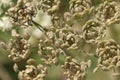 Common Hogweed seed pods fruits, Heracleum sphondylium, Cow Parsnip, Eltrot, close up from above