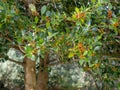 Common holly \'Amber\' (Ilex aquifolium) leafs and berries with blurred background