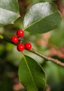 Common Holly Berries Christmas plant