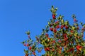 Common holly bush with bright red berries and prickly leaves