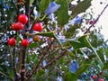 Common Holly / Ilex Aquifolium