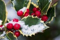 Common Holly with snow