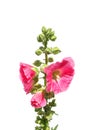 Common hollyhock (Alcea rosea)