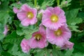 Common Hollyhock Alcea rosea