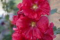 Common hollyhock, Alcea rosea King Henry VIII Red, crimson flowers