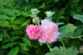 Common hollyhock or Alcea rosea ornamental dicot flowering plant with blooming light to dark pink flowers and closed flower buds