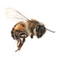 Common Honeybee on White Background Royalty Free Stock Photo