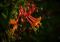 Common honeysuckle Royalty Free Stock Photo